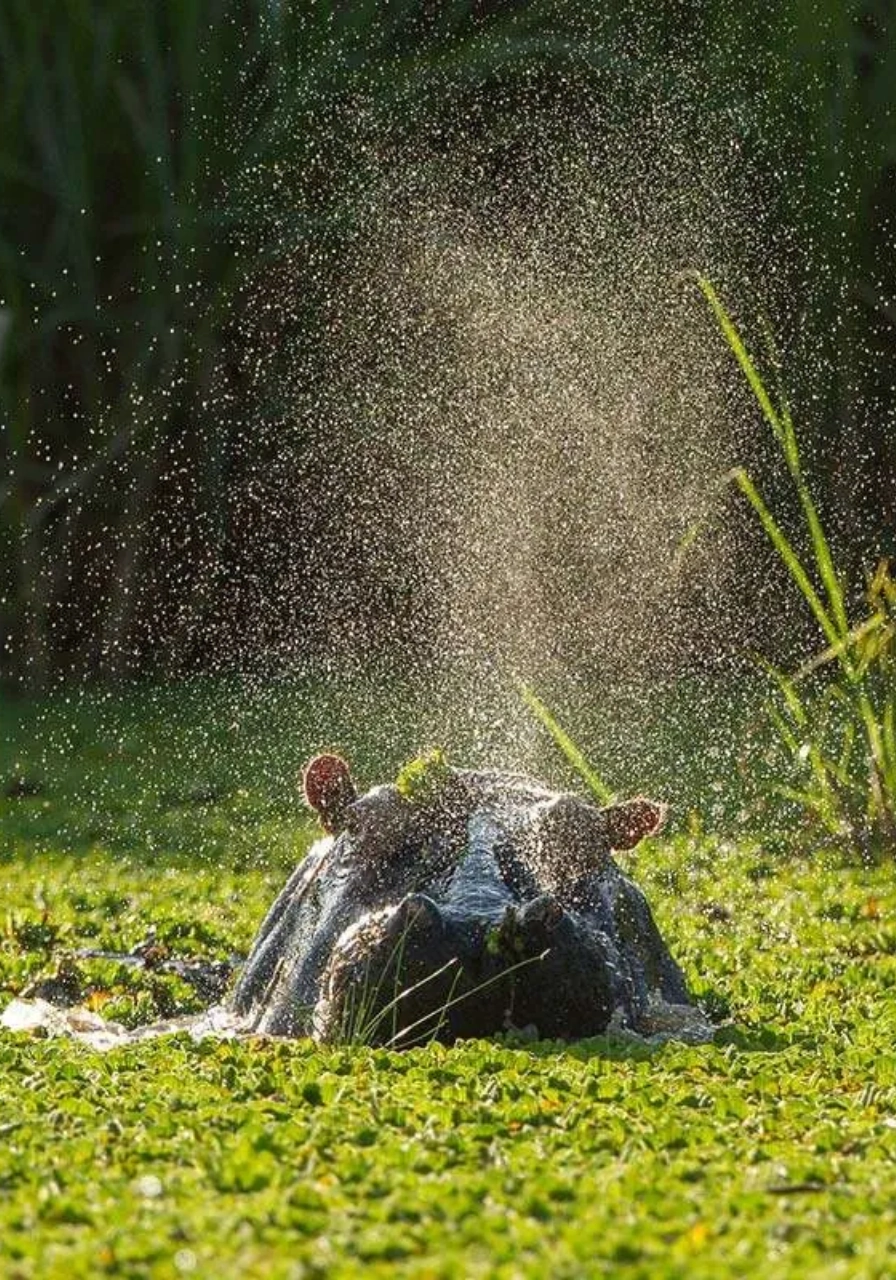 4 Days Uganda Gorilla Trekking Experience Attractions