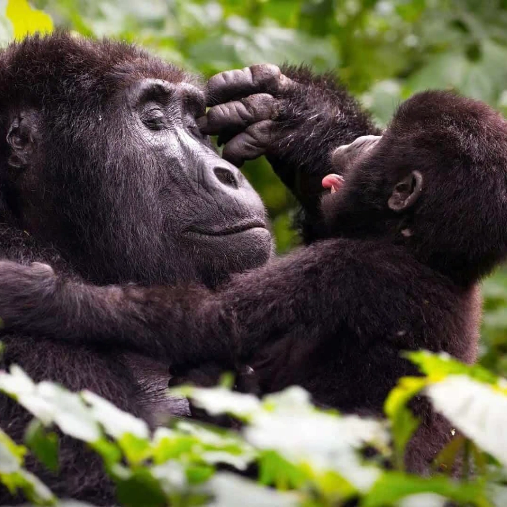 4 Days Uganda Gorilla Trekking Experience Attractions