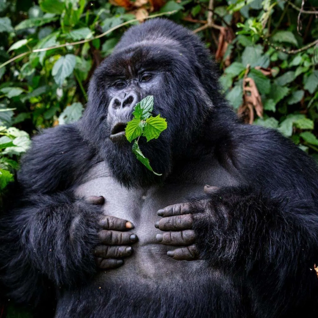 4 Days Uganda Gorilla Trekking Experience Attractions
