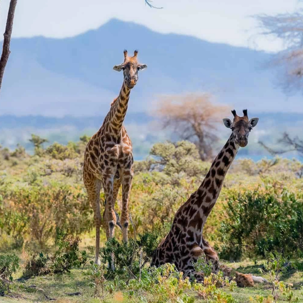 4 Days Wildlife Safari to Masai Mara Attractions