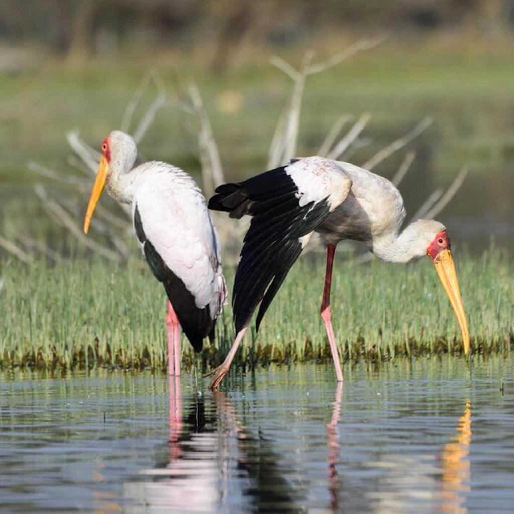 4 Days Wildlife Safari to Masai Mara