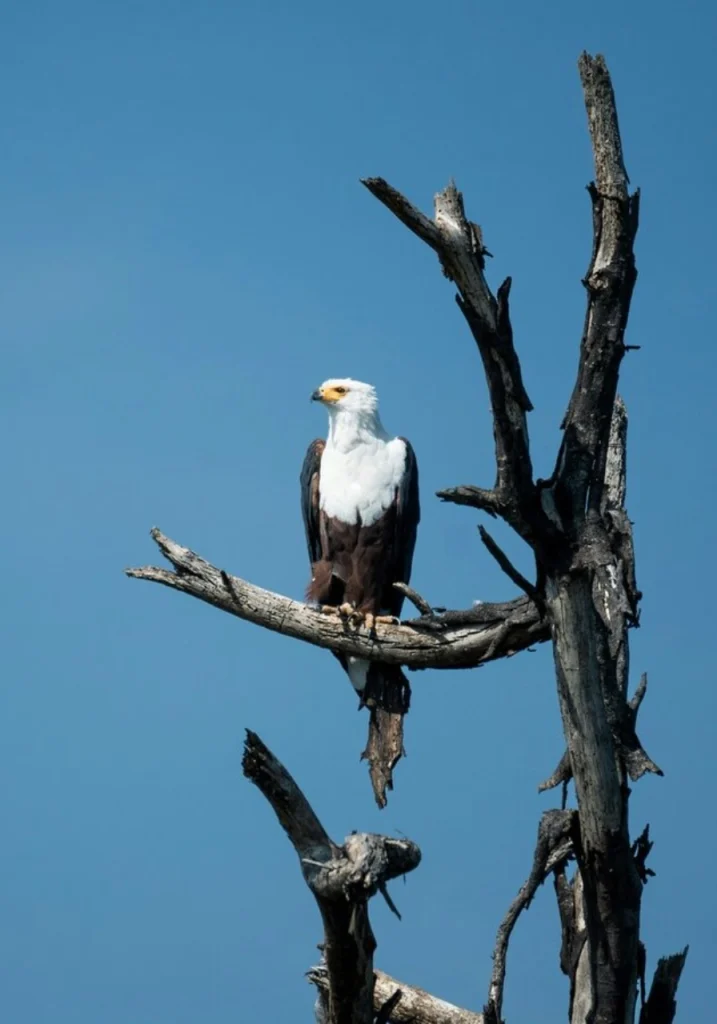 4 Days Wildlife Safari to Masai Mara