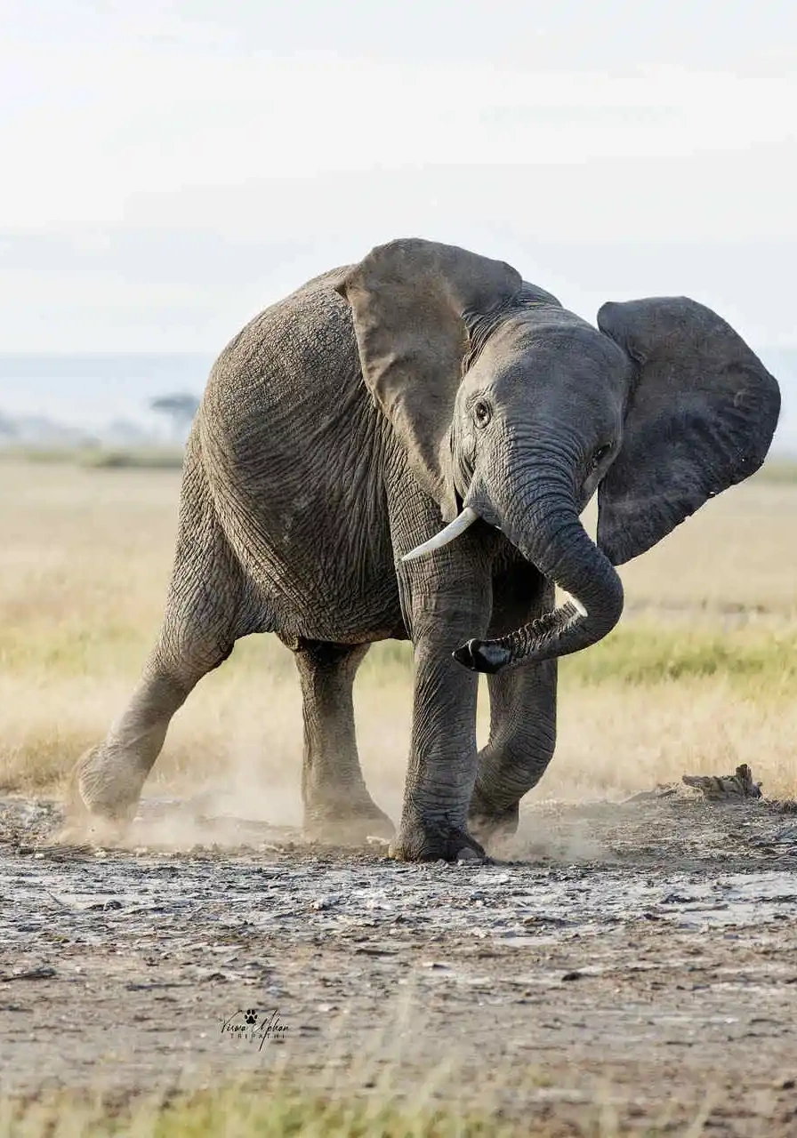 4 Days Wildlife Safari to Masai Mara Attractions