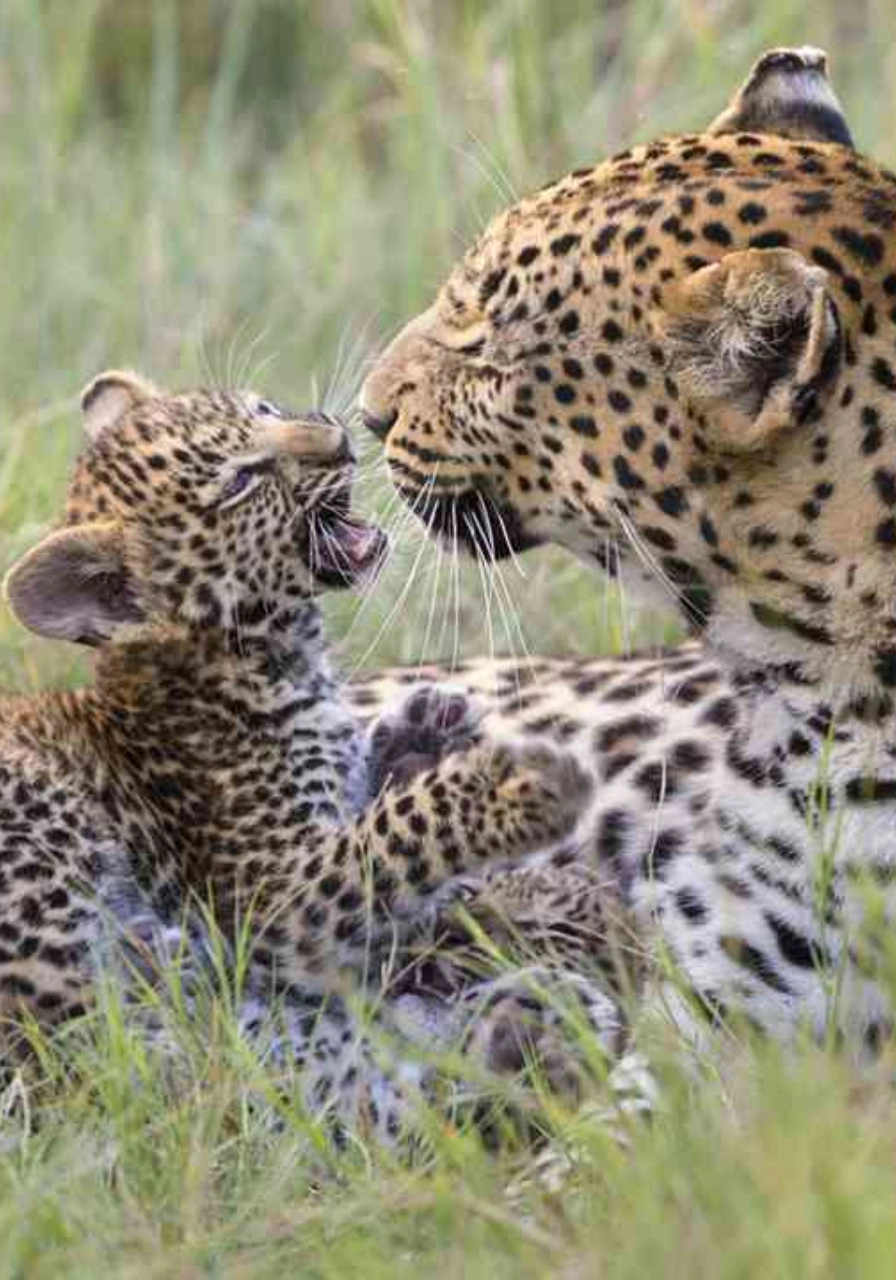 4 Days Wildlife Safari to Masai Mara Attractions