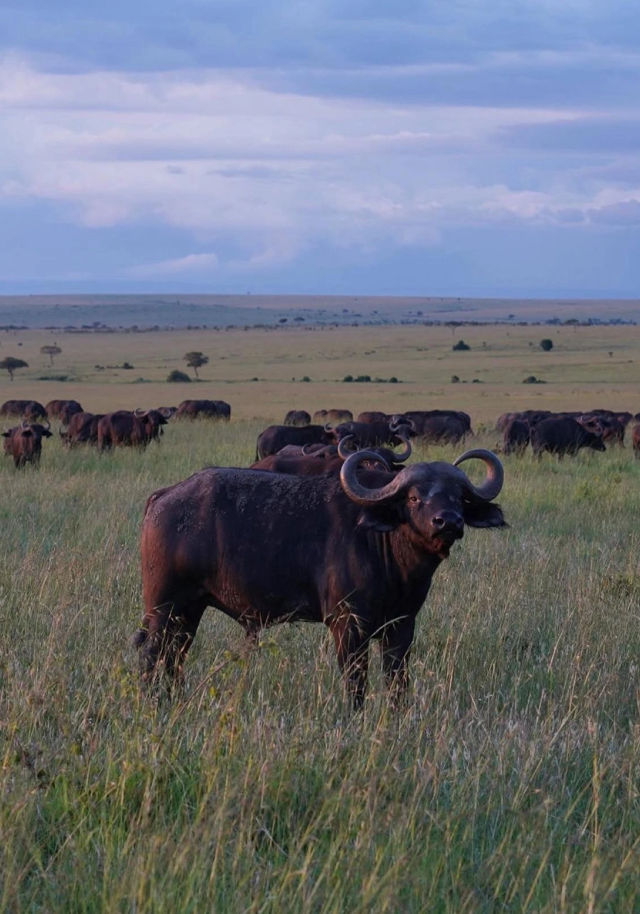 4 Days Wildlife Safari to Masai Mara Attractions