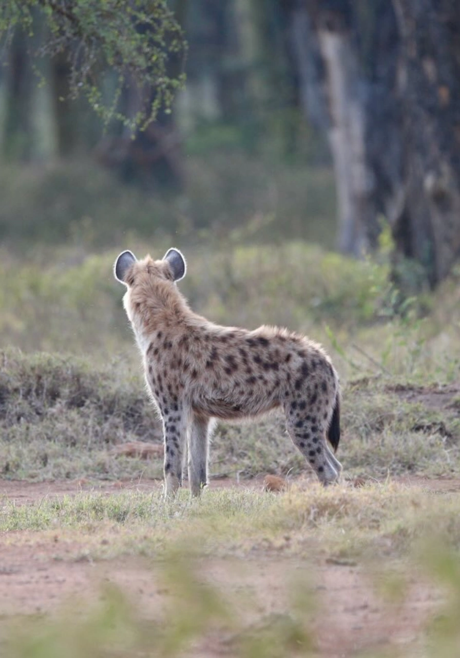 4 Days Wildlife Safari to Masai Mara Attractions