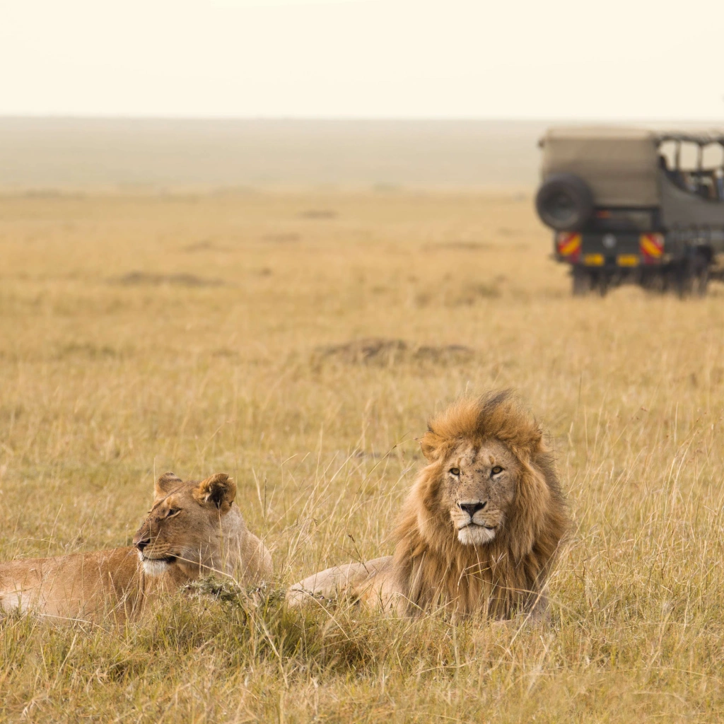 4 Days Wildlife Safari to Masai Mara Wildlife