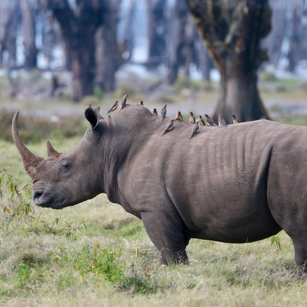 4 Days Wildlife Safari to Masai Mara Wildlife