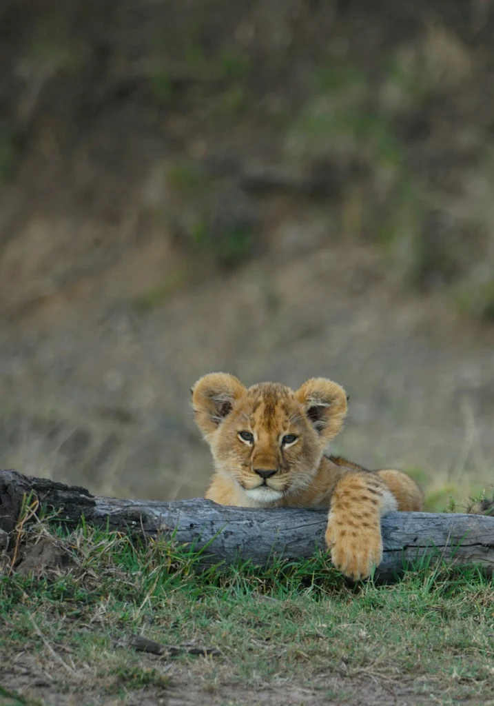 5 Days Amboseli Safari Wildlife