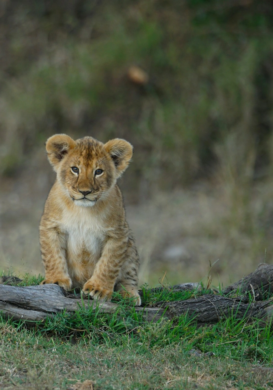 5 Days Amboseli Safari Attractions