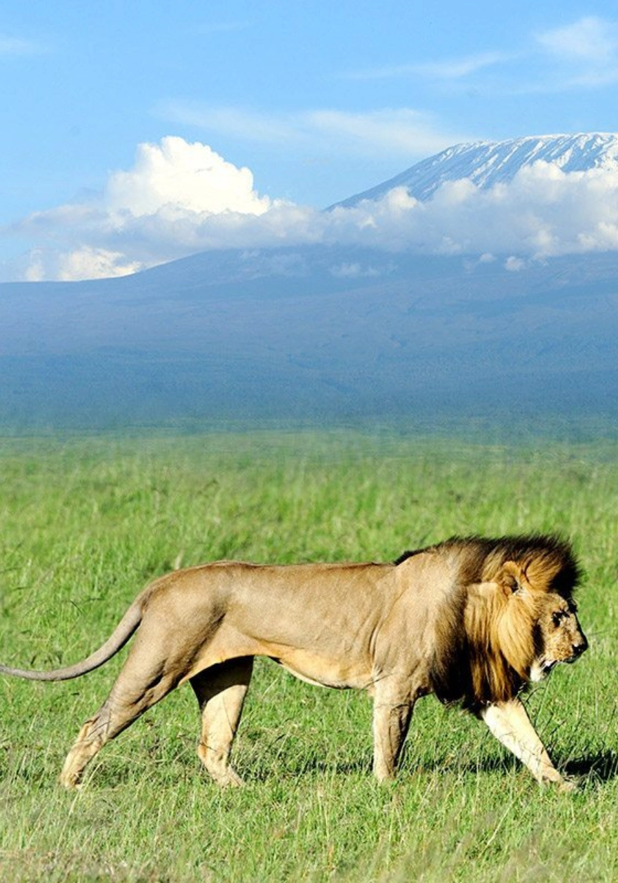 5 Days Amboseli Safari Attractions