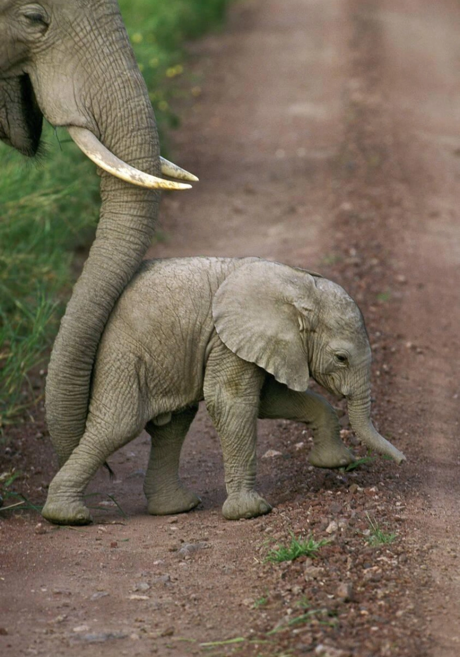 5 Days Amboseli Safari Attractions