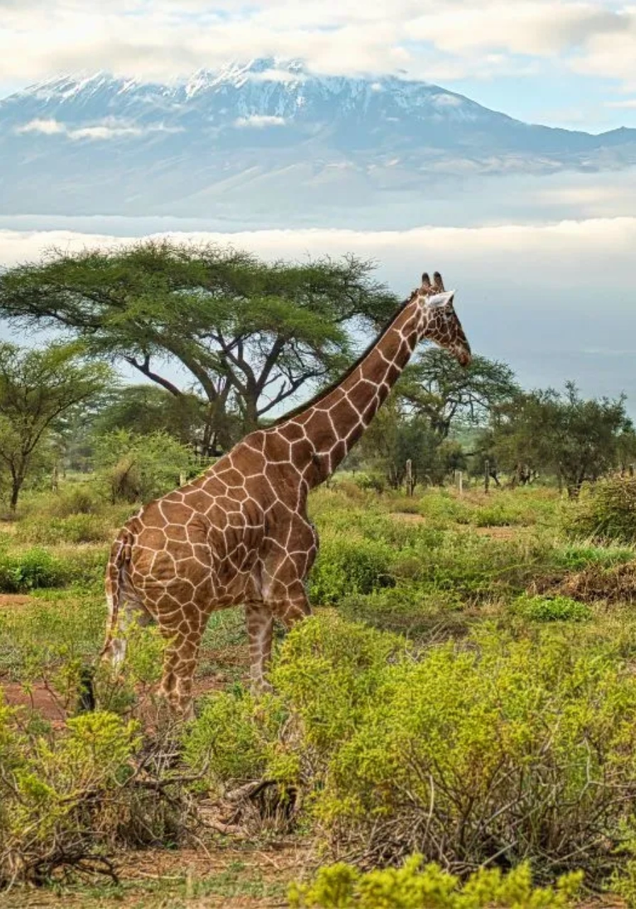 5 Days Amboseli Safari Attractions