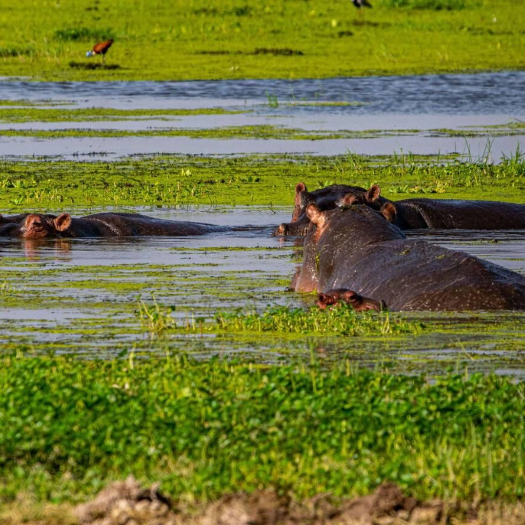 5 Days Amboseli Safari Wildlife