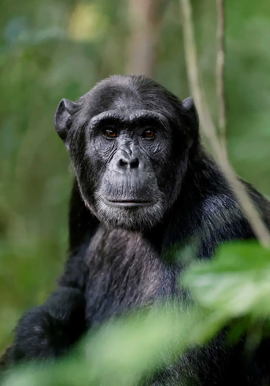 5-days-bwindi-gorillas-and-kibale-chimps-safari-3