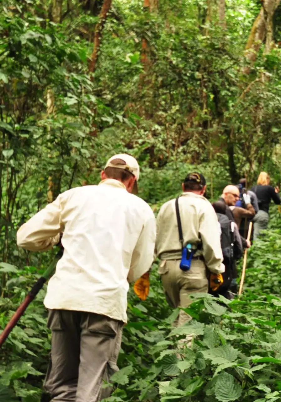 5-days-bwindi-gorillas-and-kibale-chimps-safari-6