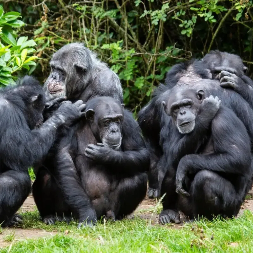 5 Days Golden Monkeys & Chimps Tours Attractions