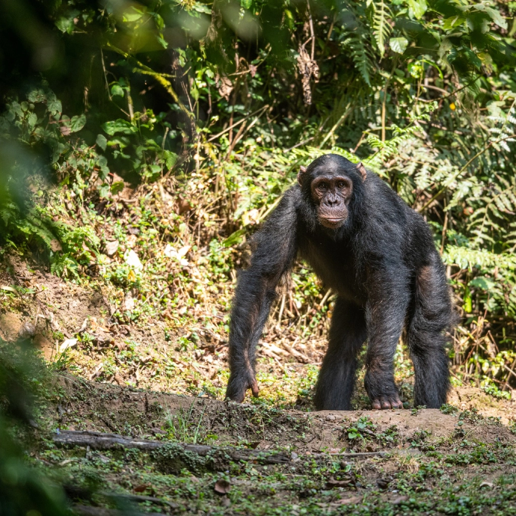 5 Days Golden Monkeys & Chimps Tours Attractions