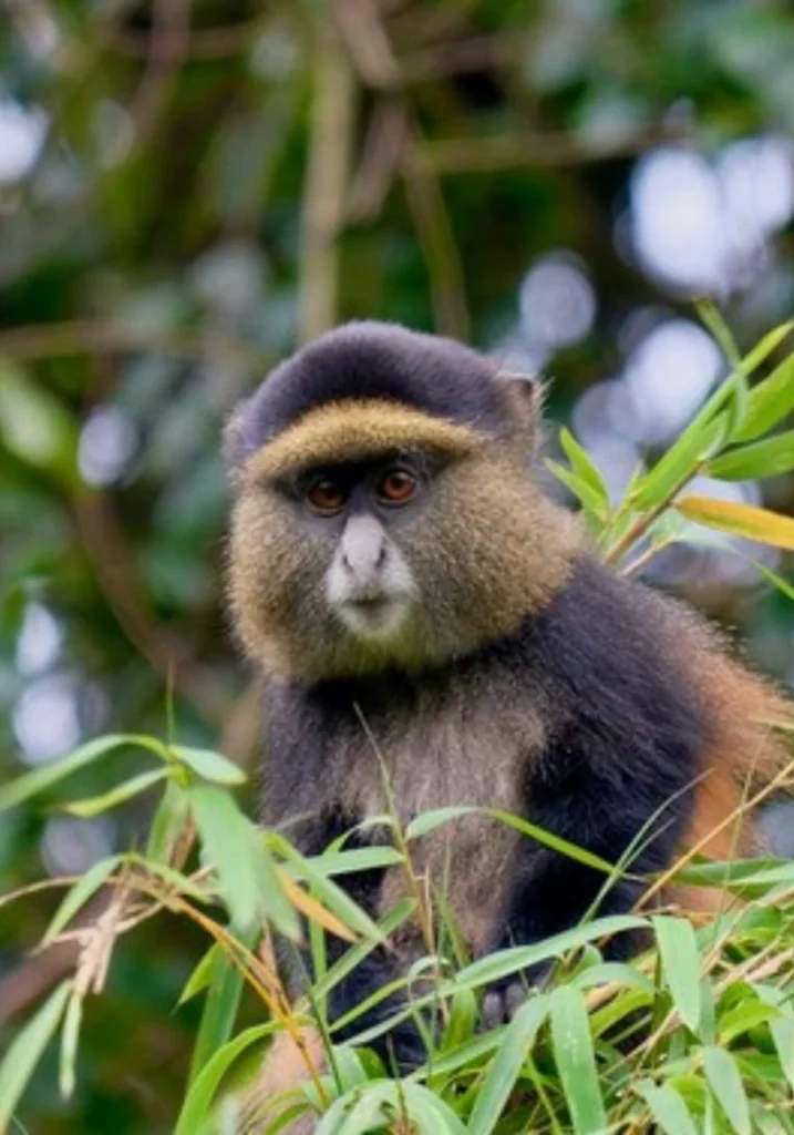 5 Days Golden Monkeys & Chimps Tours Attractions