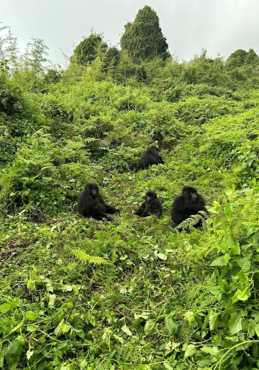 5 Days Golden Monkeys & Chimps Tours Attractions