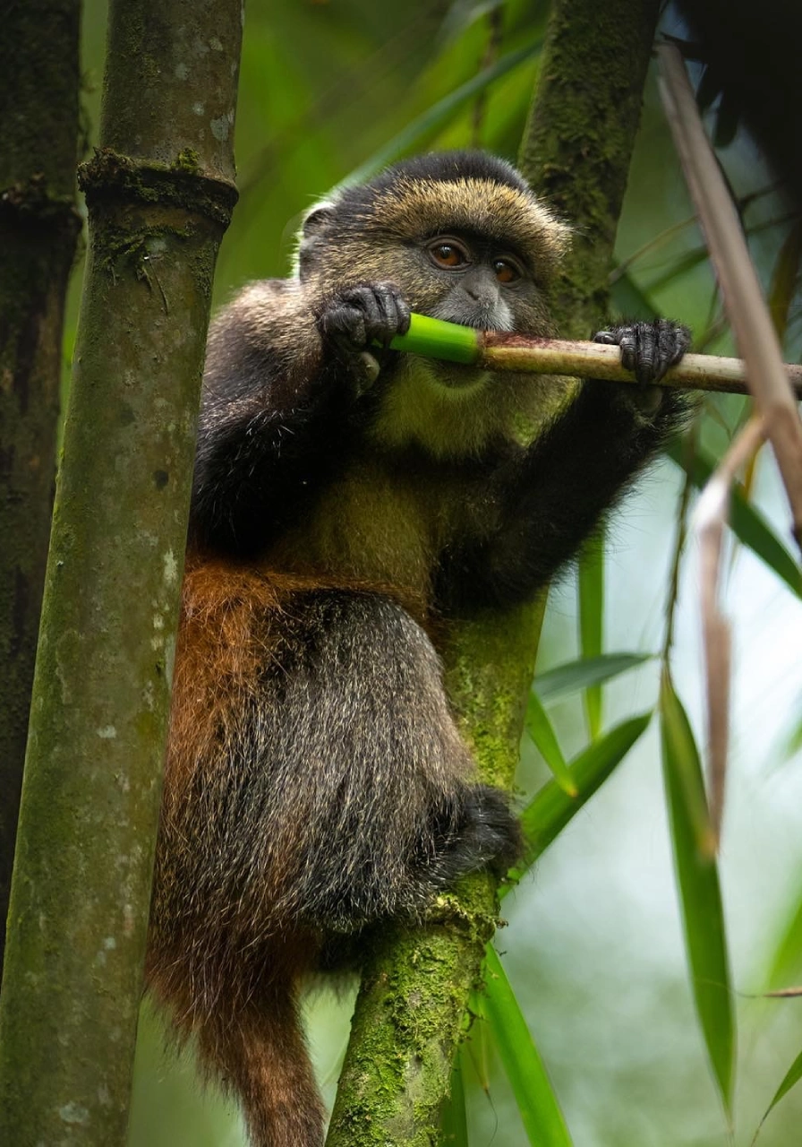 5 Days Golden Monkeys & Chimps Tours Attractions