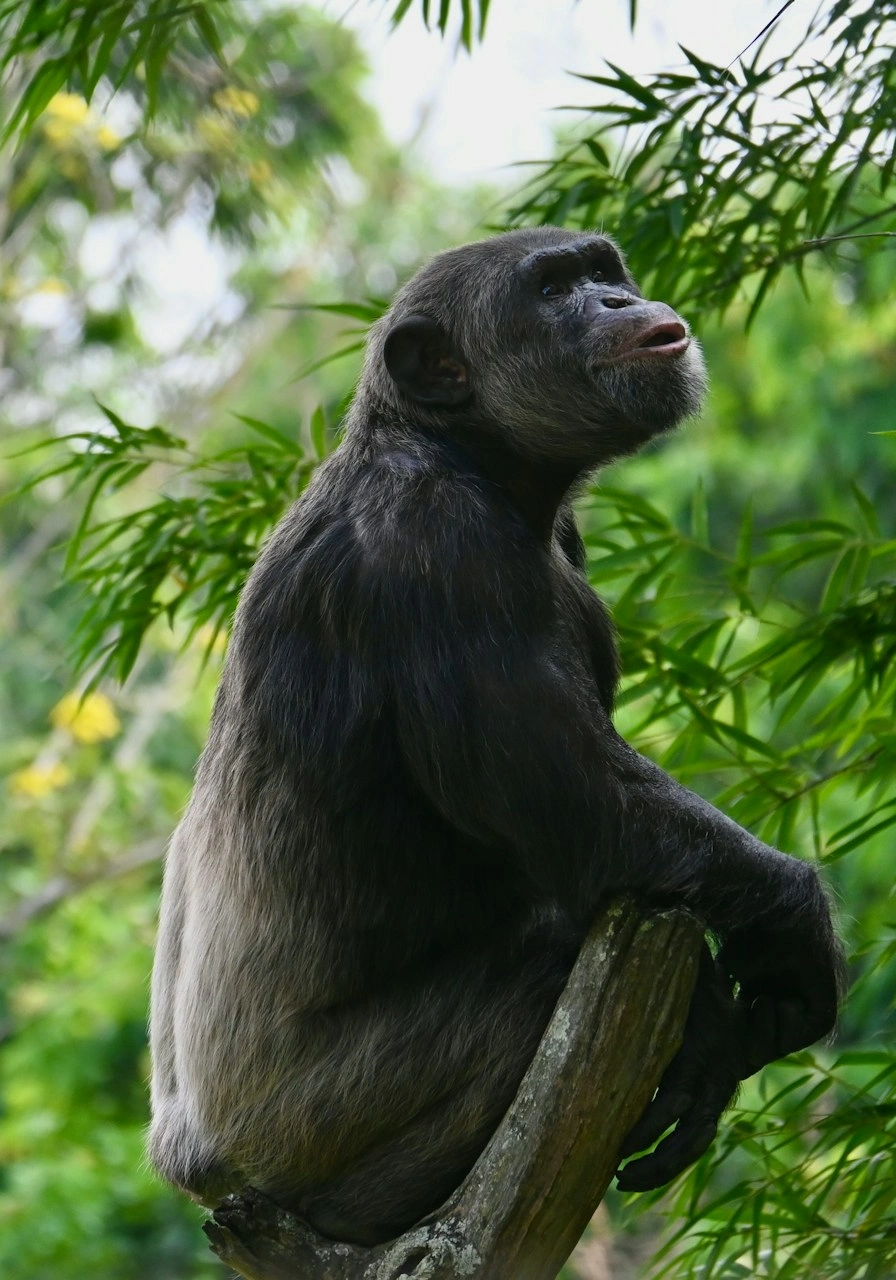 5 Days Golden Monkeys & Chimps Tours Attractions