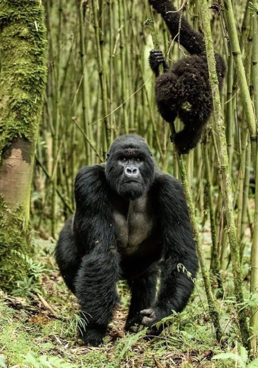 5 Days Golden Monkeys & Chimps Tours Attractions