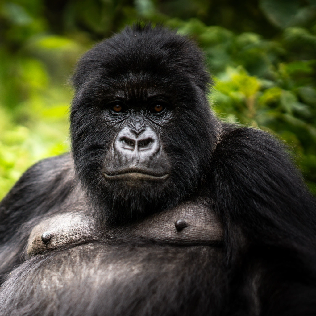 5 Days Golden Monkeys & Chimps Tours Attractions