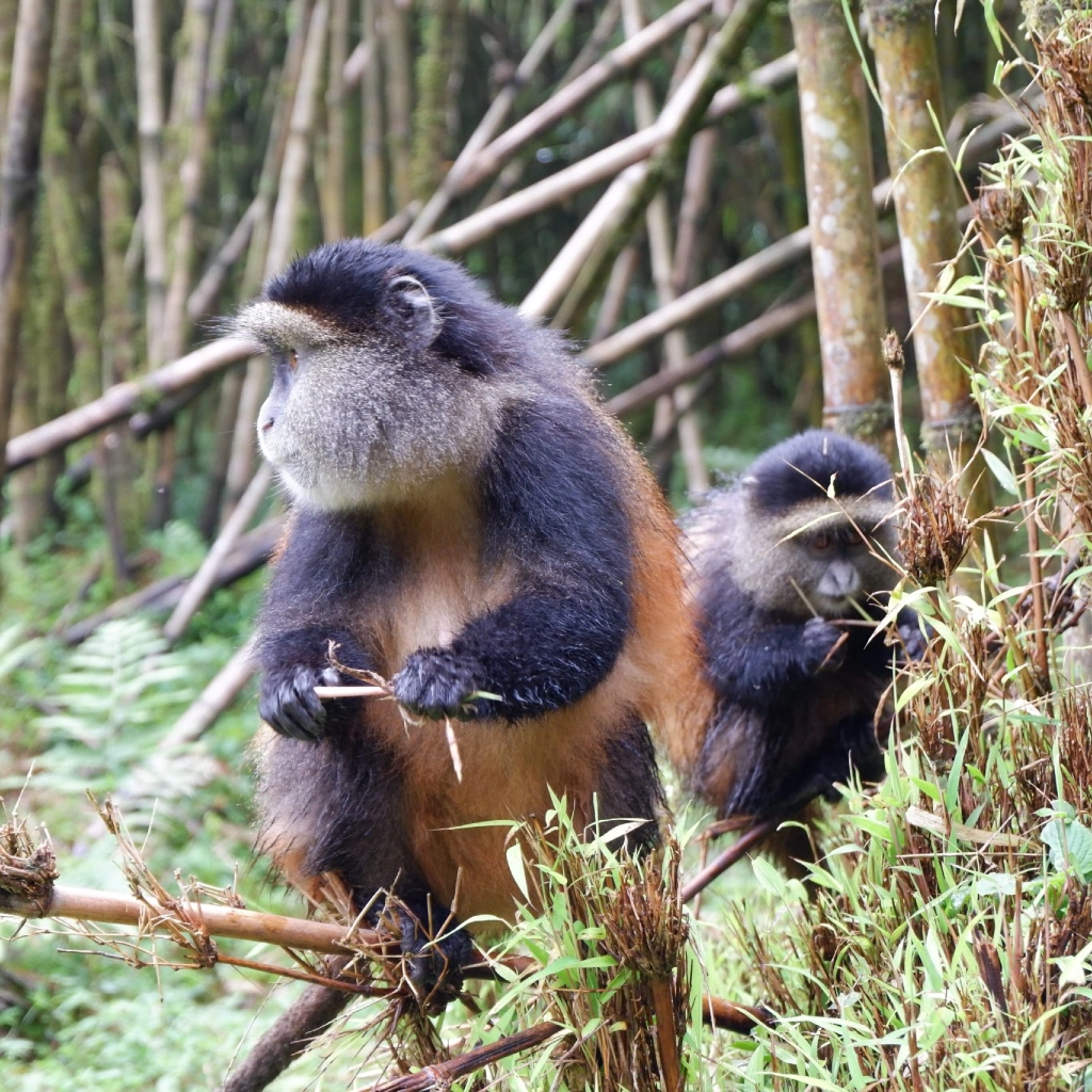 5 Days Golden Monkeys & Chimps Tours Attractions