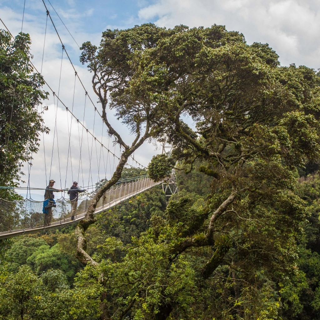 5 Days Golden Monkeys & Chimps Tours Attractions