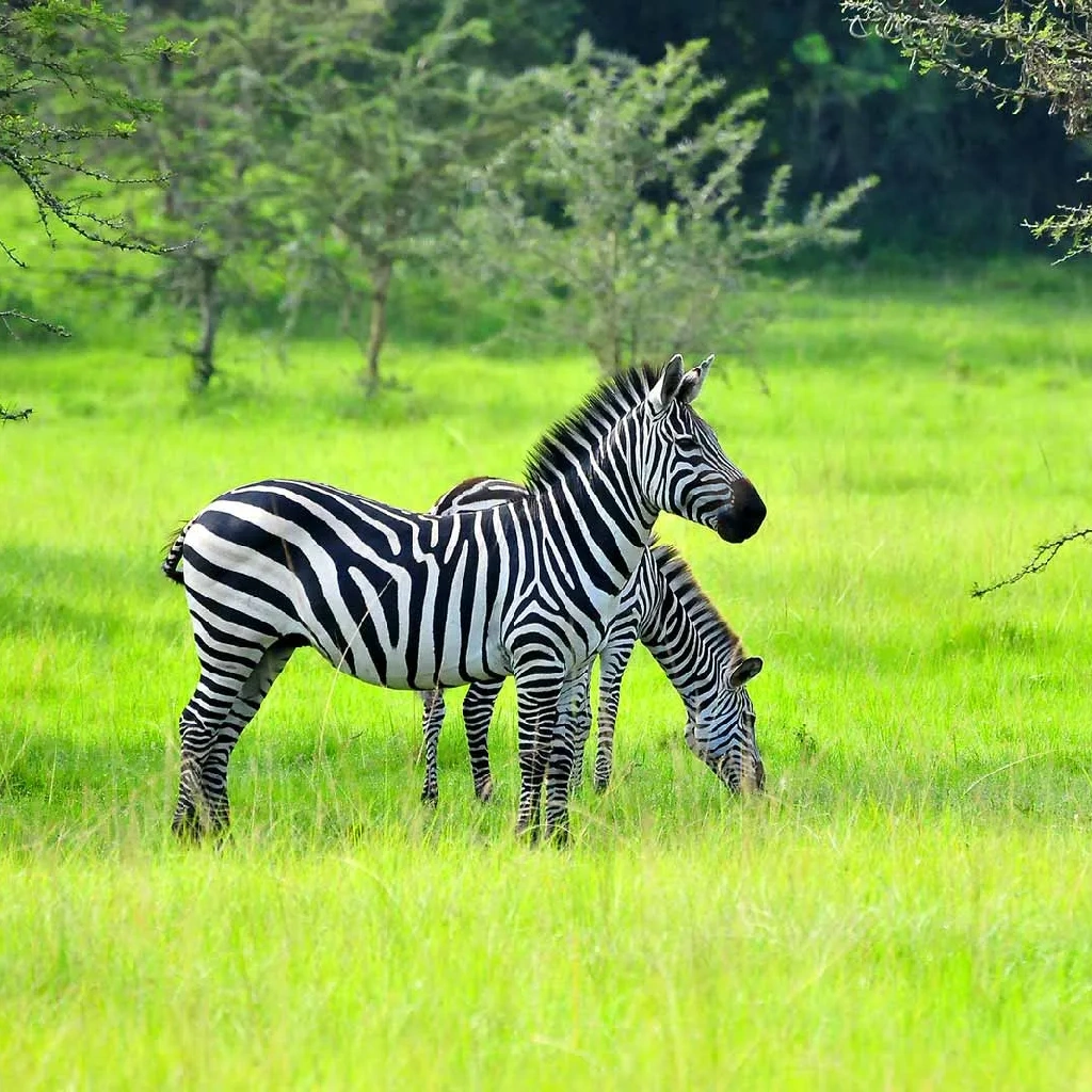 5 Days Kidepo Valley Experience Attractions