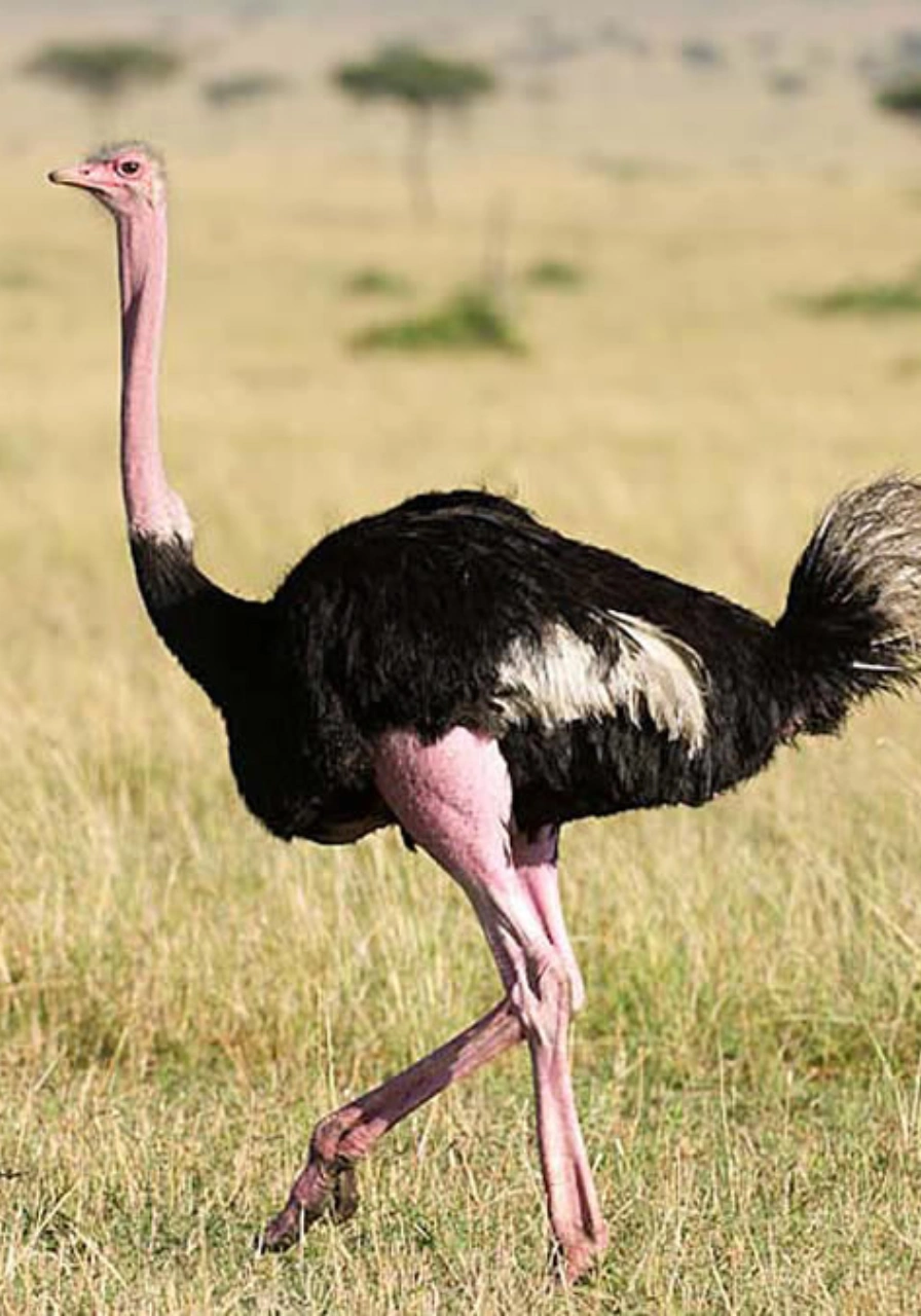 5 Days Kidepo Valley Experience Attractions