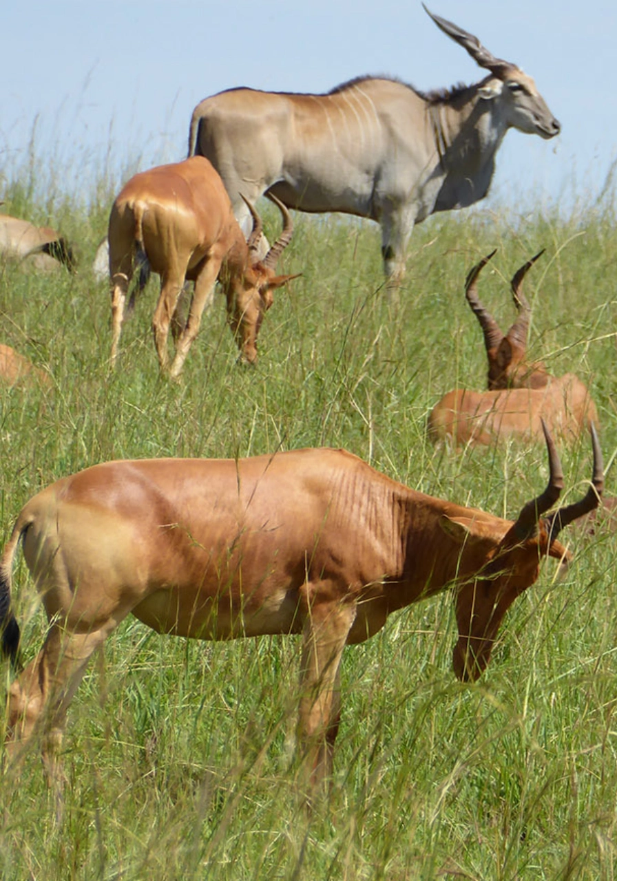 5 Days Kidepo Valley Experience Attractions