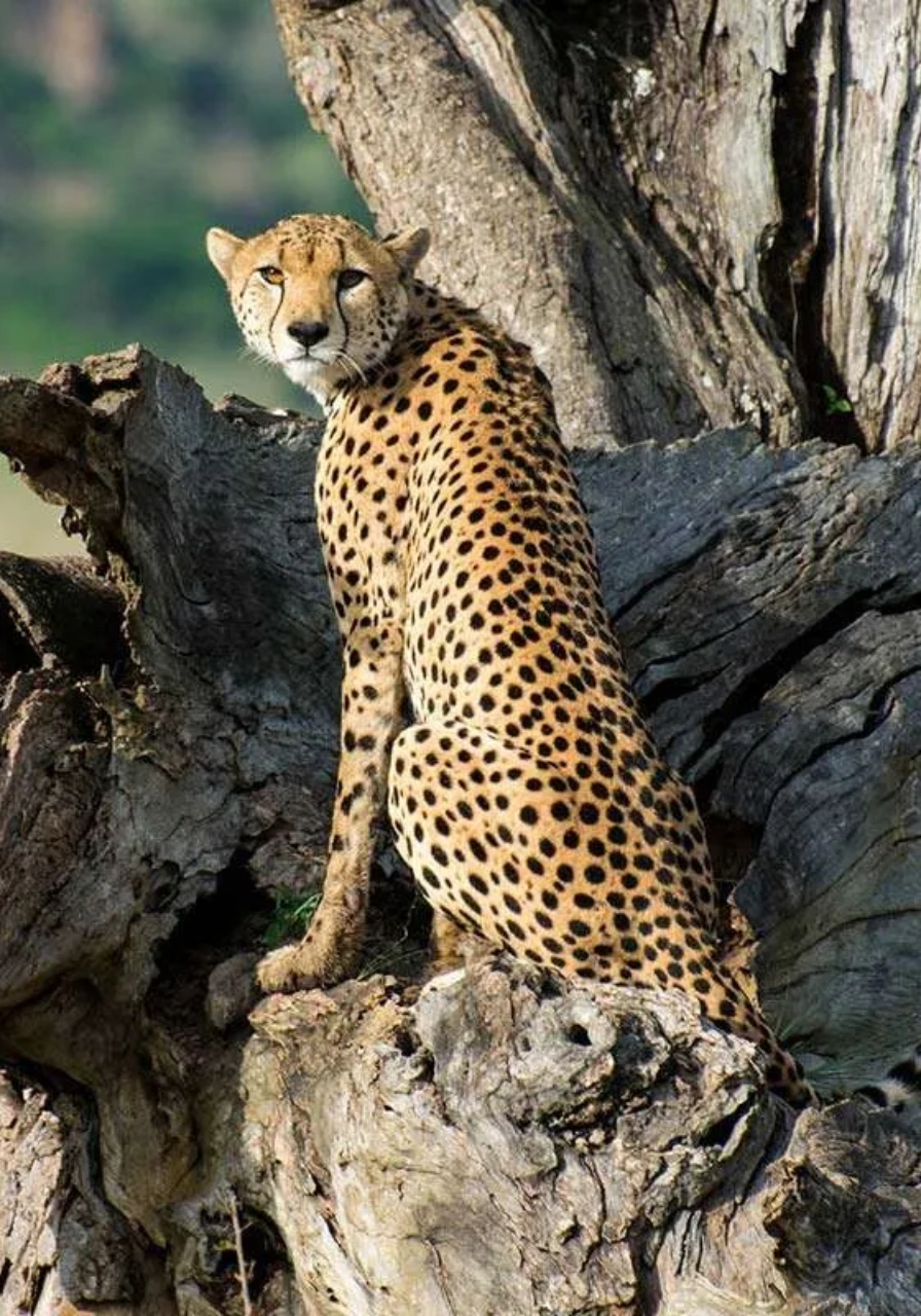 5 Days Kidepo Valley Experience Attractions