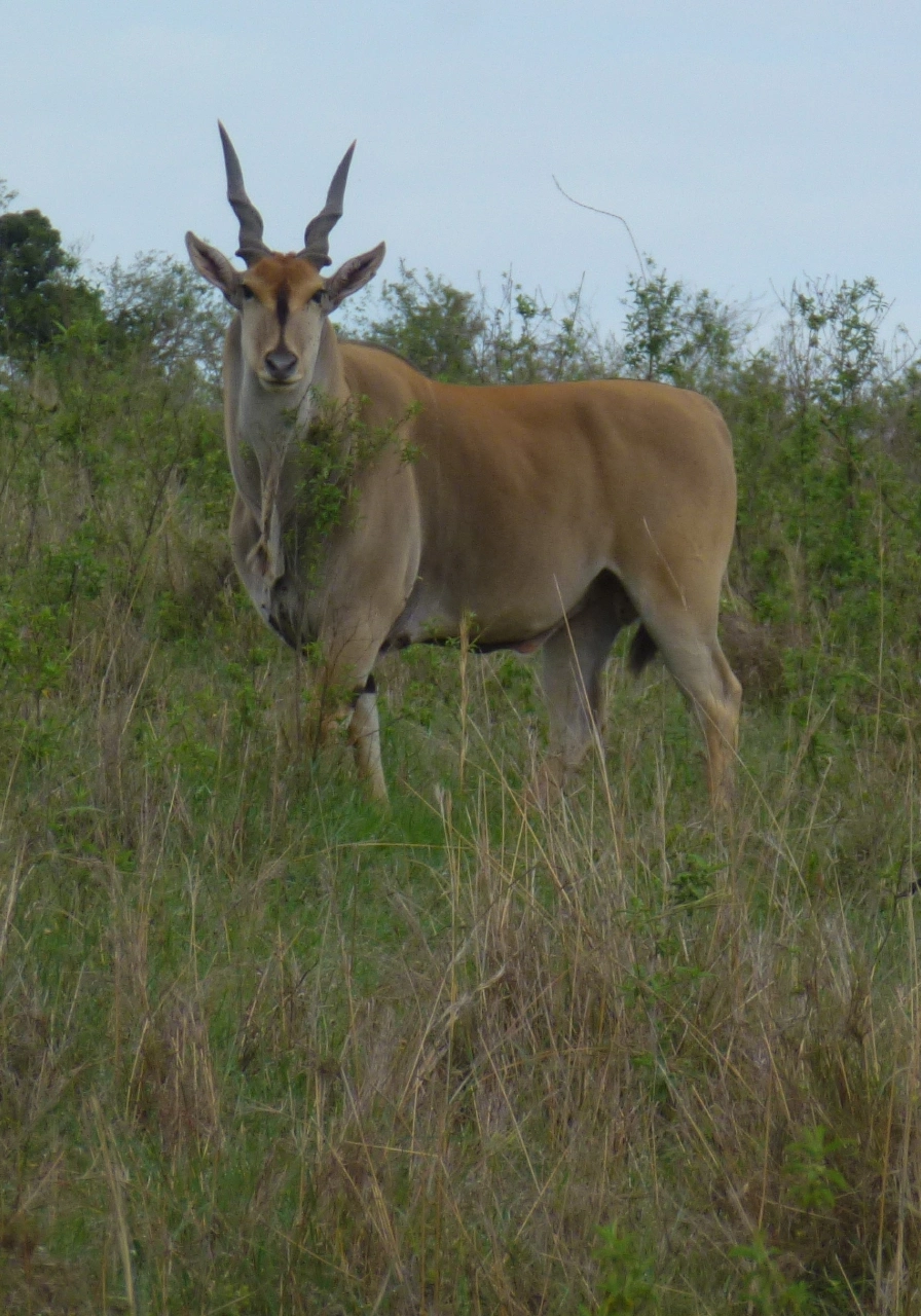 5 Days Kidepo Valley Experience Attractions