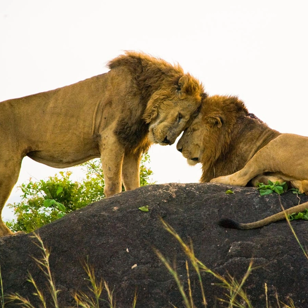 5 Days Kidepo Valley Experience Attractions