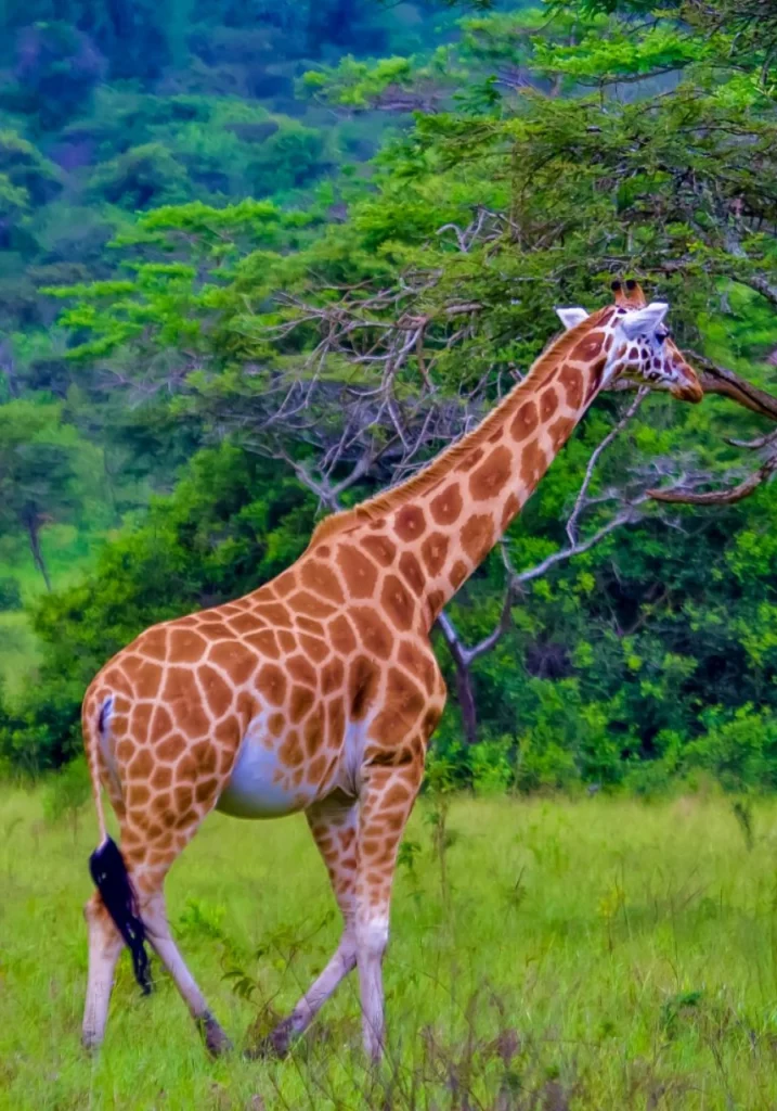 5 Days Lake Mburo National Park Safari Attractions