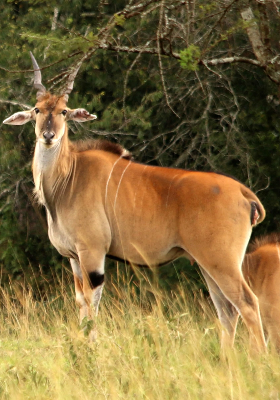 5 Days Lake Mburo National Park Safari Attractions