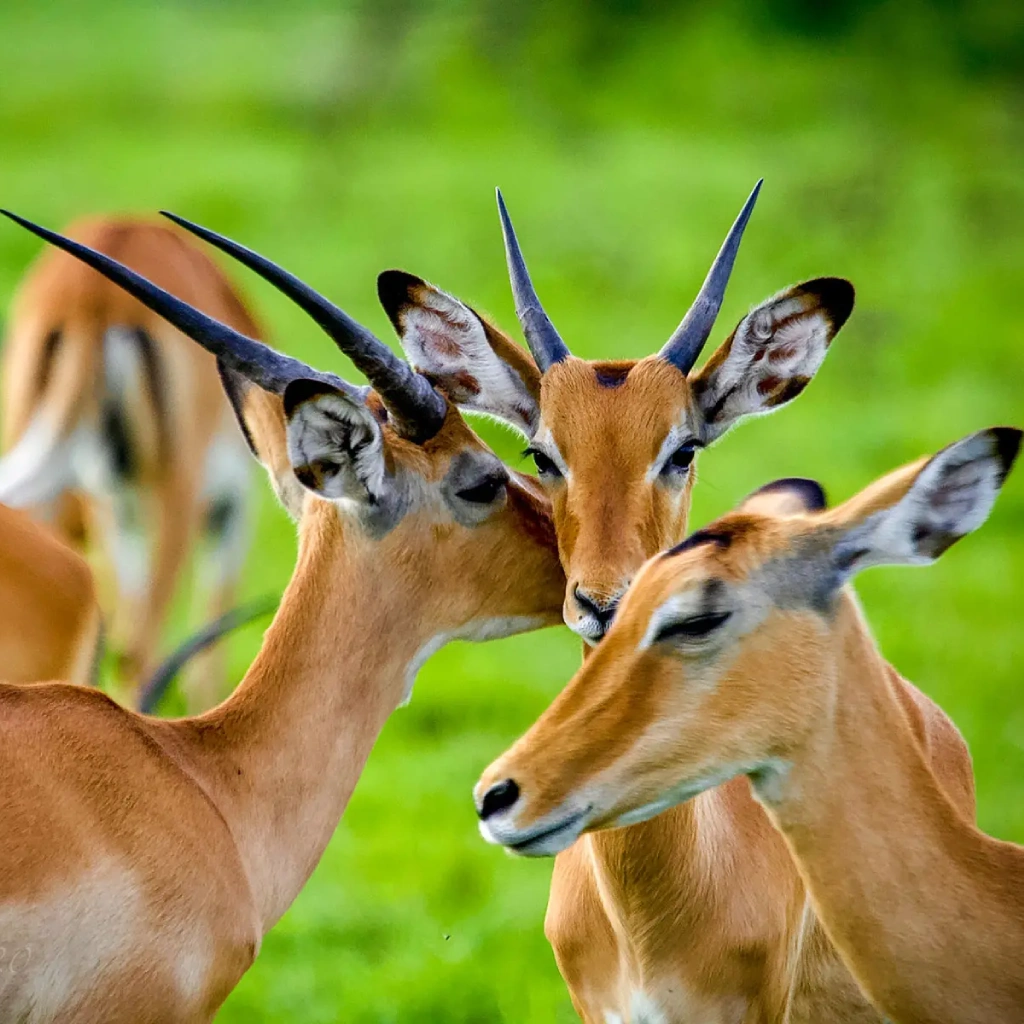 5 Days Lake Mburo National Park Safari Attractions