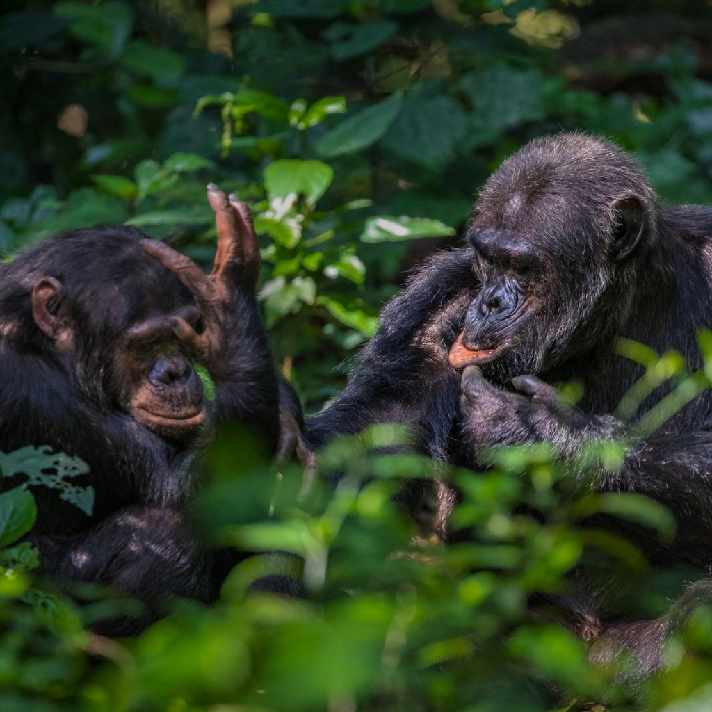 5 Days Nyungwe Forest Chimps Experience Attractions