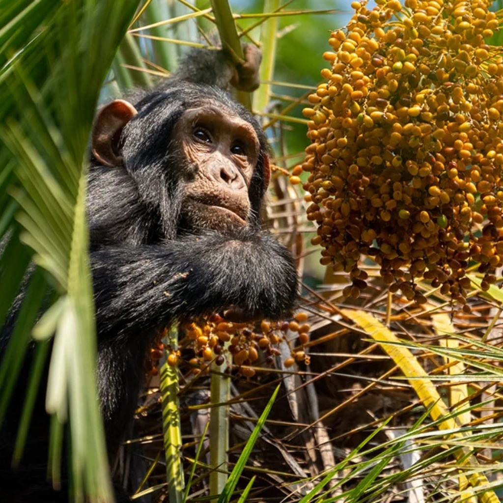 5 Days Nyungwe Forest Chimps Experience Attractions