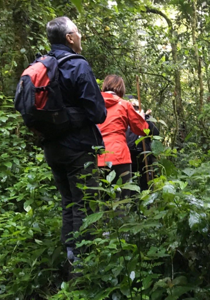 5 Days Nyungwe Forest Chimps Experience Nature Walk