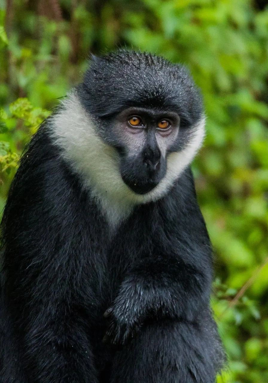 5 Days Nyungwe Forest Chimps Experience Attractions