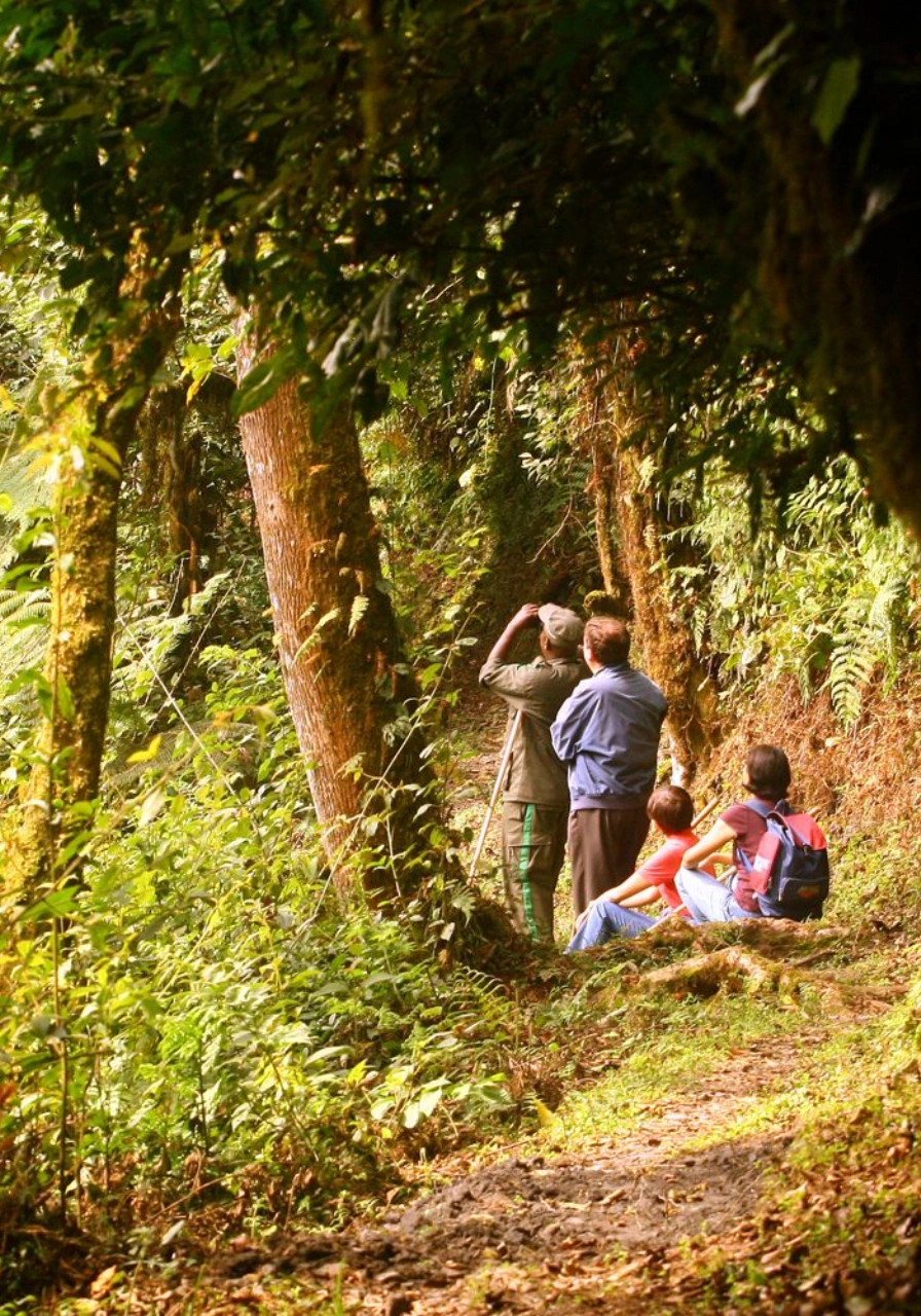 5 Days Nyungwe Forest Chimps Experience Nature Walk