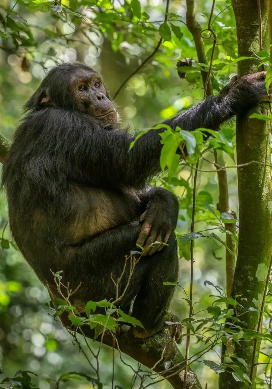 5 Days Nyungwe Forest Chimps Experience Attractions