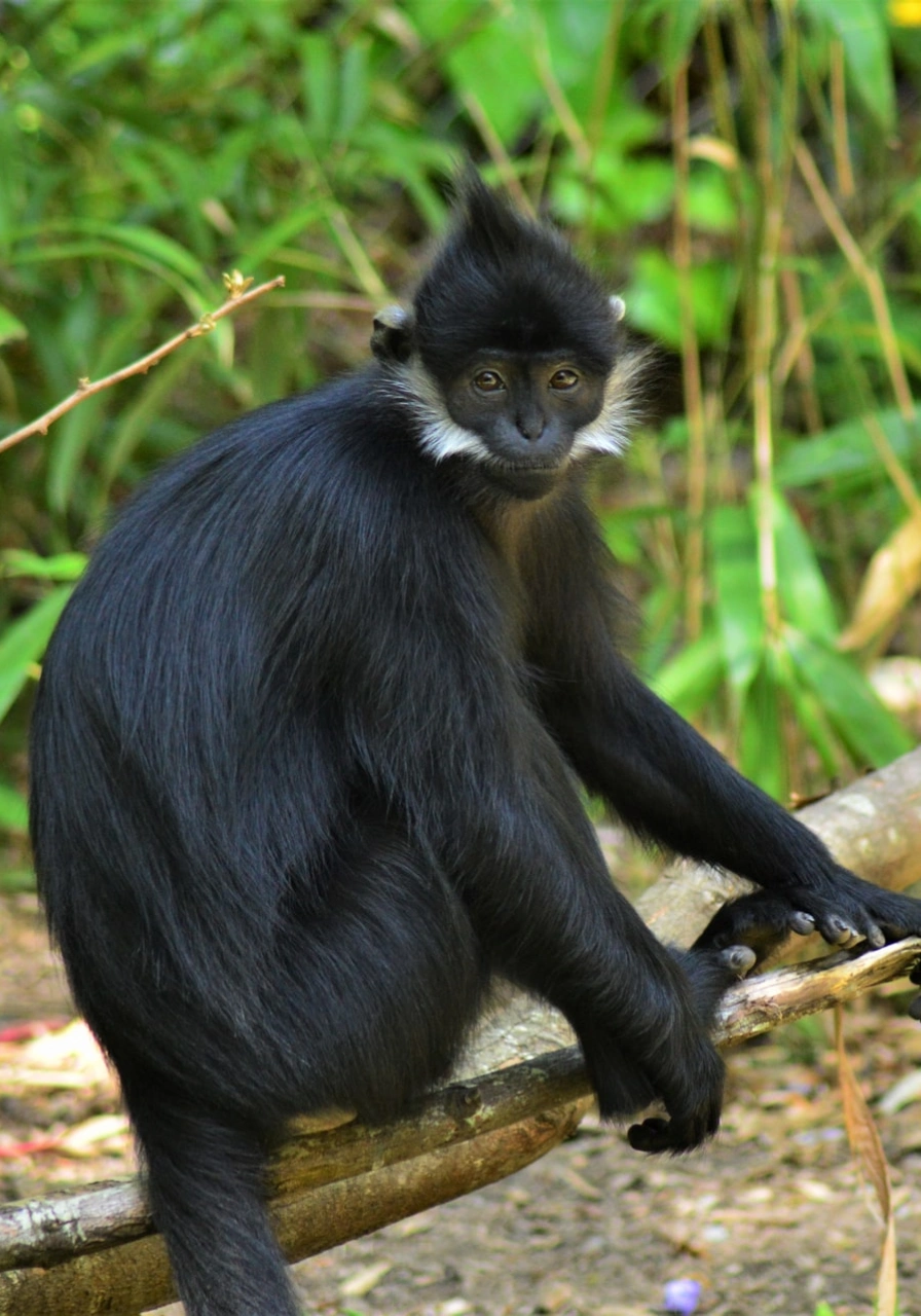 5 Days Nyungwe Forest Chimps Experience Attractions