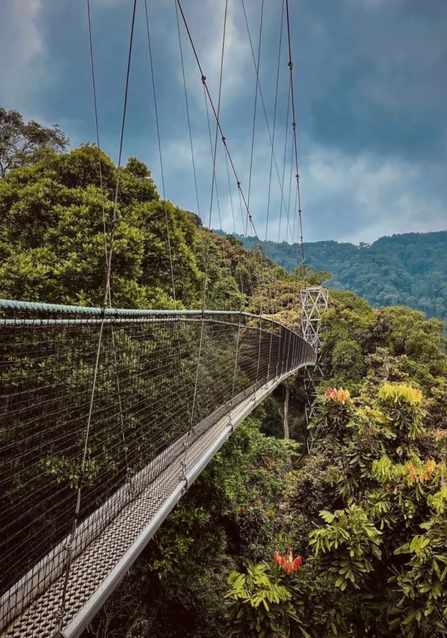 5 Days Nyungwe Forest Chimps Experience Attractions
