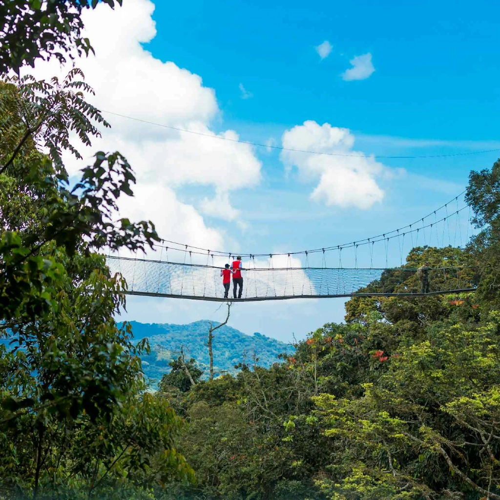 5 Days Nyungwe Forest Chimps Experience Attractions