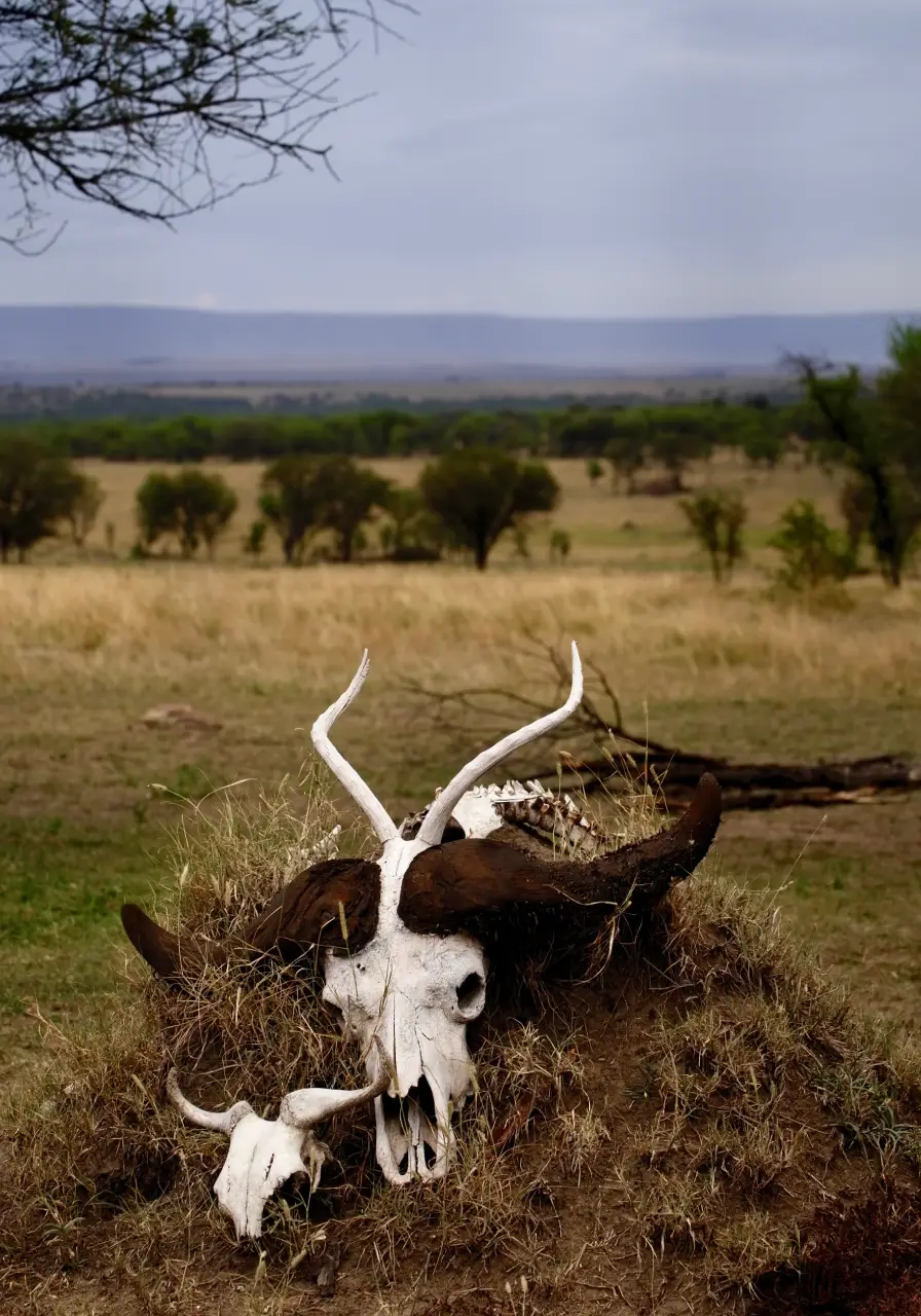 5-days-tanzania-highlights-safaris-2