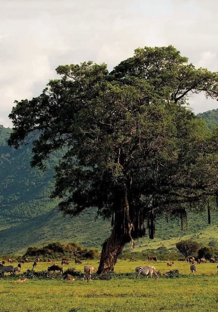 5-days-tanzania-highlights-safaris-3